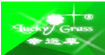 幸运草Lucky grass