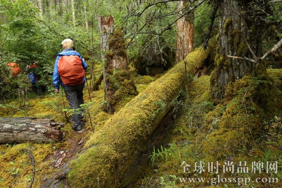 倒地的古木已布满青苔，路上又湿又滑，好在有专业登山鞋、登山杖。