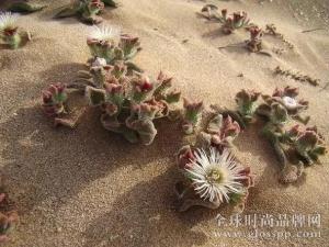  TERISA添丽莎冰花精粹，治愈肌肤的无限能量 